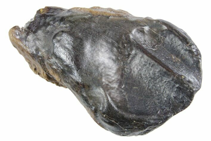 Unworn Fossil Dinosaur (Triceratops) Tooth - Wyoming #358290